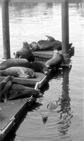 Sea lions dock, Bayfront, Newport, Oregon