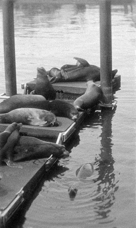 Sea lions dock, Bayfront, Newport, Oregon