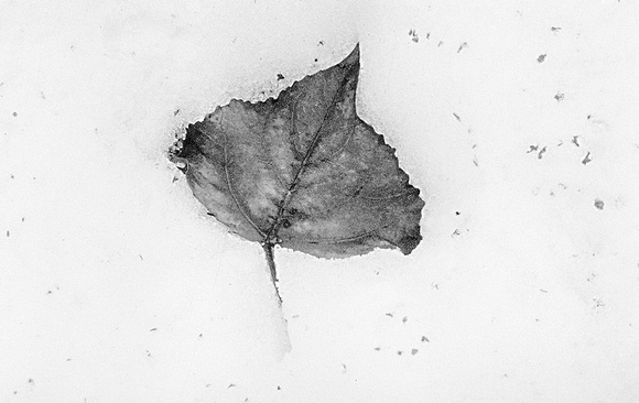 Leaf in the Snow